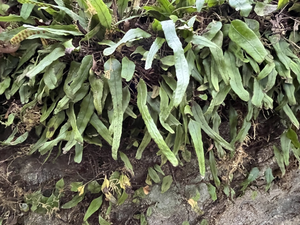 Lepisorus accedens (Lepisorus accedens)