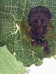 Antiteuchus tripterus