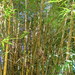 Bambú Dorado - Photo (c) barloventomagico, algunos derechos reservados (CC BY-NC-ND)