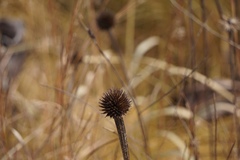 Echinacea pallida
