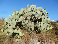 Opuntia cacanapa