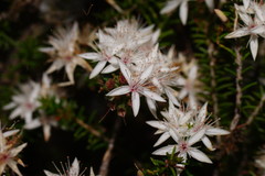 Calytrix alpestris