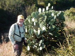 Opuntia cacanapa