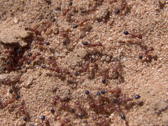Pogonomyrmex californicus