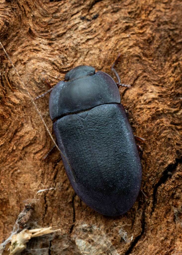 blue piedish beetles from Melbourne VIC, Australia on April 29, 2023