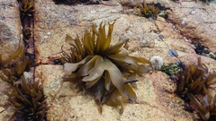 Mazzaella laminarioides