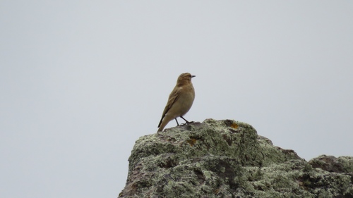 Geositta saxicolina