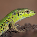 Ionian Wall Lizard - Photo (c) Mark Sikking, some rights reserved (CC BY-NC-ND), uploaded by Mark Sikking