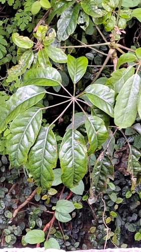 Heptapleurum heptaphyllum