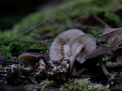 Agrocybe firma
