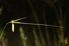 Austrostipa muelleri