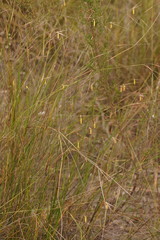 Austrostipa muelleri