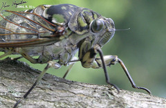 Hyalessa maculaticollis