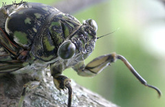 Hyalessa maculaticollis