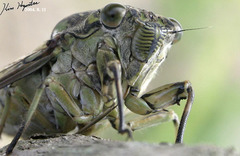 Hyalessa maculaticollis
