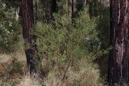 Image of Acacia elongata by (c) Thomas Mesaglio, some rights reserved (CC BY)