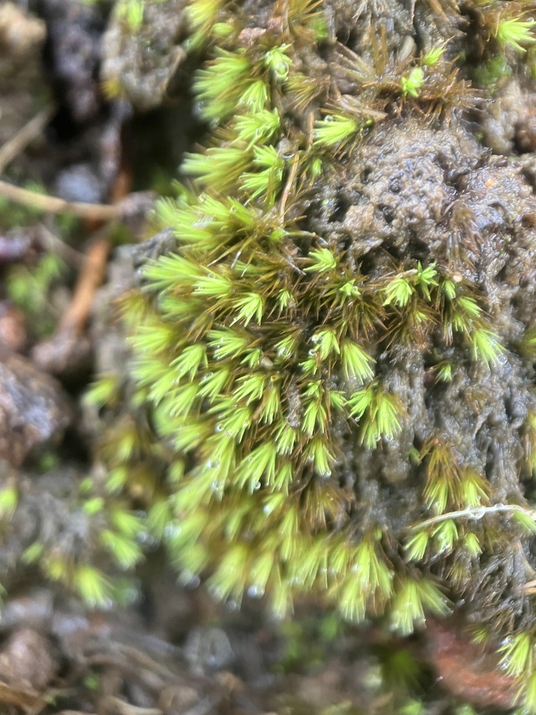 Campylopus clavatus from Belair National Park, Belair, SA, AU on April ...