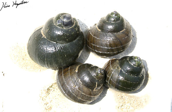 Margarya chinensis