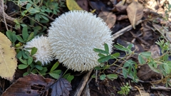 Lycoperdon pulcherrimum