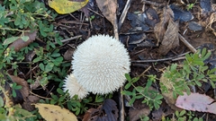 Lycoperdon pulcherrimum