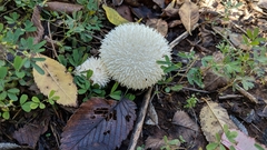 Lycoperdon pulcherrimum