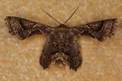 Antiplecta triangularis