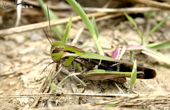 Gastrimargus marmoratus