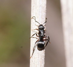 Campomyrma