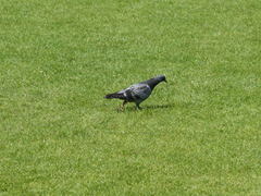 Columba livia domestica