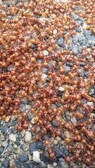 Pogonomyrmex wheeleri