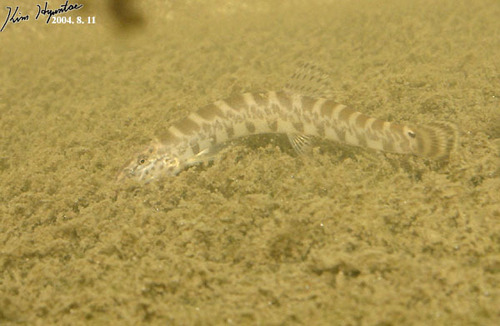 Cobitis koreensis