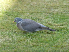 Columba palumbus
