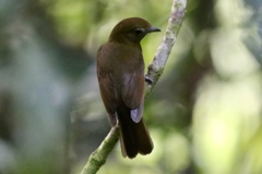 Schiffornis veraepacis