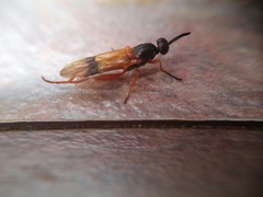 Benhamyia apicalis