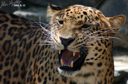 Panthera pardus