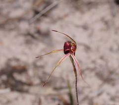 Caladenia reticulata