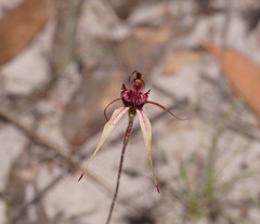 Caladenia reticulata