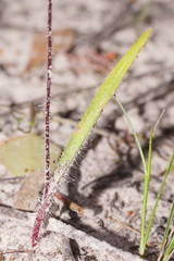 Caladenia reticulata