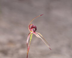 Caladenia reticulata