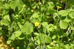 Oxalis laxa