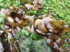 Mazzaella laminarioides