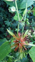 Passiflora jorullensis