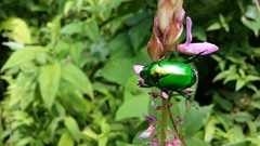 Calomacraspis splendens