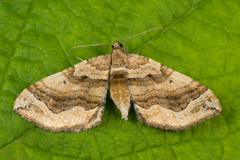 Pelurga comitata