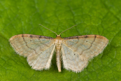 Idaea humiliata