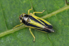 Evacanthus interruptus