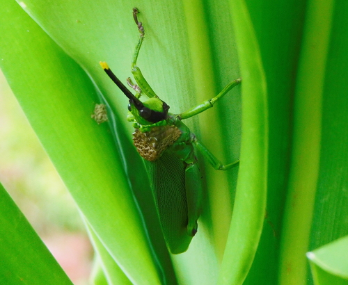 Taphronota calliparea
