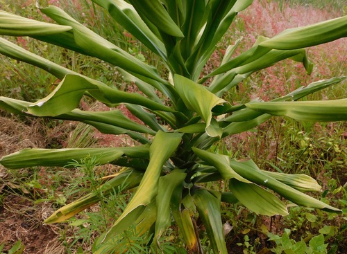 cornstalk dracaena