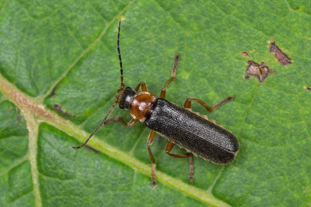 Cantharis nigra