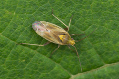 Amblytylus nasutus